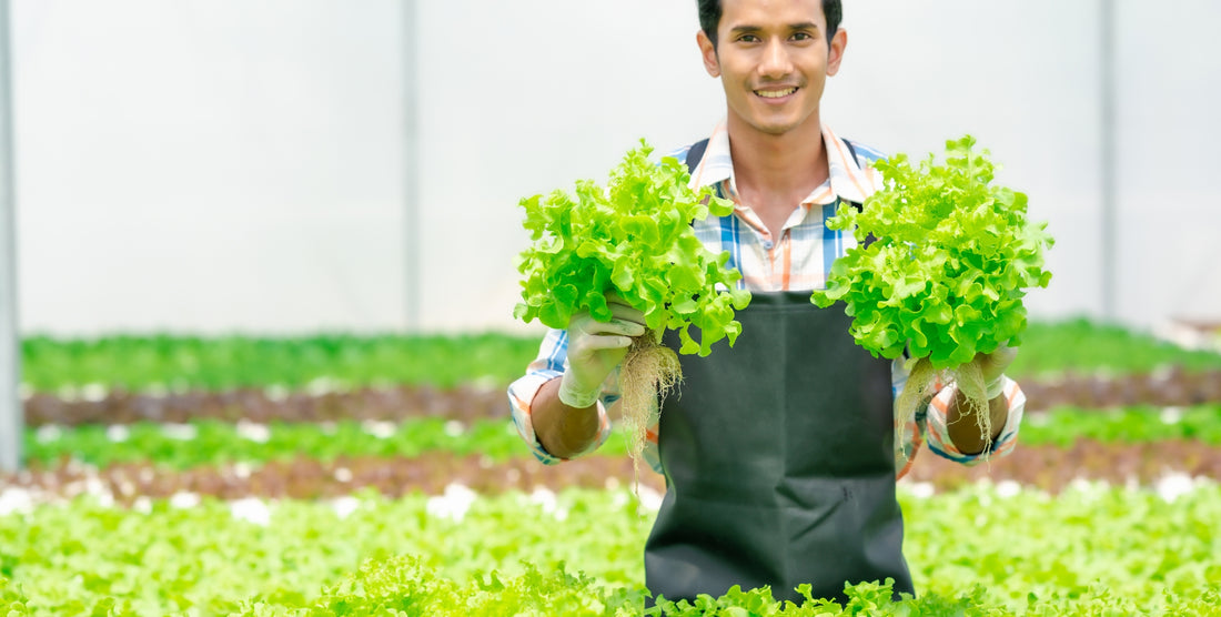 Study: Vegetable Diversity is Key